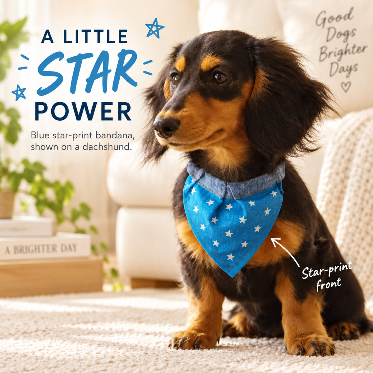 GAVPEPY Denim fabric Star Print Denim Pet Bandana, Sizes 30CM, 35CM, 40CM, Blue, for photos, celebrations, walks and everyday pet outfits; a neckwear accessory for everyday outfits, portraits and special occasions image 5 - 05-腊肠犬佩戴.jpg